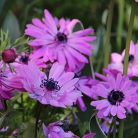 Anemone coronaria 'The Admiral' Photo: Nijssen
